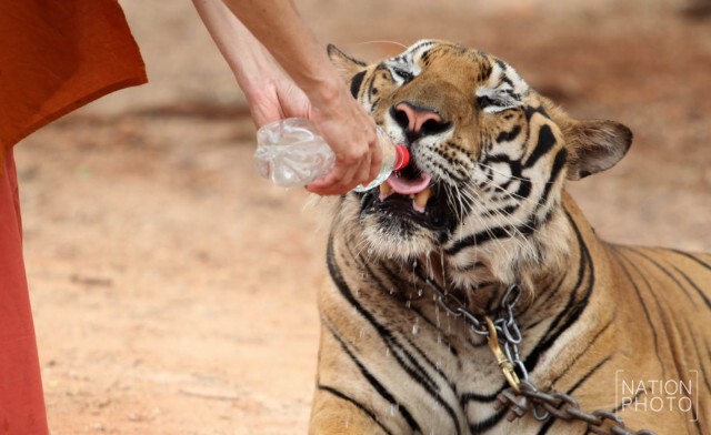 พระสงฆ์ให้น้ำเสือโคร่งของกลางคลายร้อน ระหว่างการโชว์ตัว