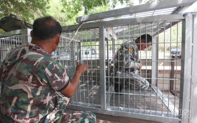 เจ้าหน้าที่ตรวจกรงสำหรับขนย้ายเสือโคร่ง วัดป่าหลวงตาบัวฯ