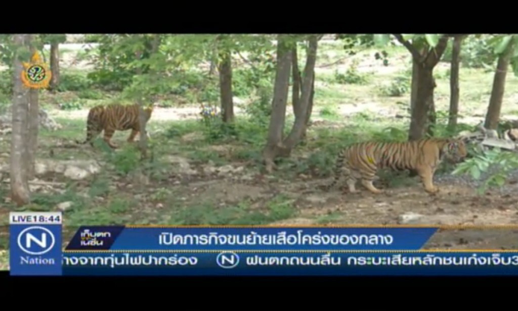 เปิดภารกิจขนย้ายเสือโคร่งของกลาง