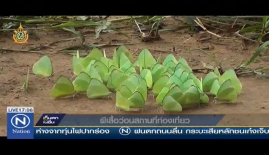 ผีเสื้อว่อนสถานที่ท่องเที่ยว ผีเสื้อว่อนสถานที่ท่องเที่ยว