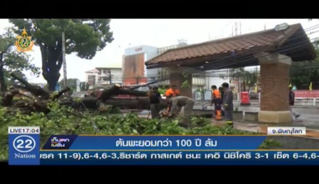 ต้นพะยอมกว่า 100 ปีล้ม