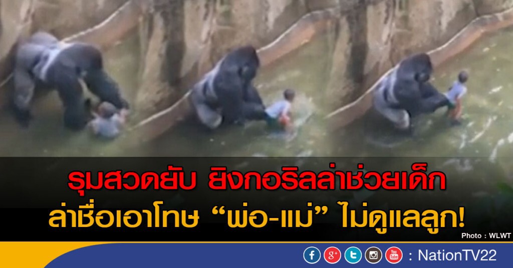 รุมสวดยับ ยิงกอริลล่าช่วยเด็ก ล่าชื่อเอาโทษ "พ่อ-แม่" ไม่ดูแลลูก!
