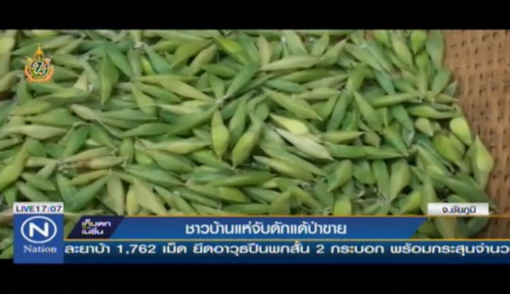 ชาวบ้านแห่จับดักแด้ป่าขาย ชาวบ้านแห่จับดักแด้ป่าขาย