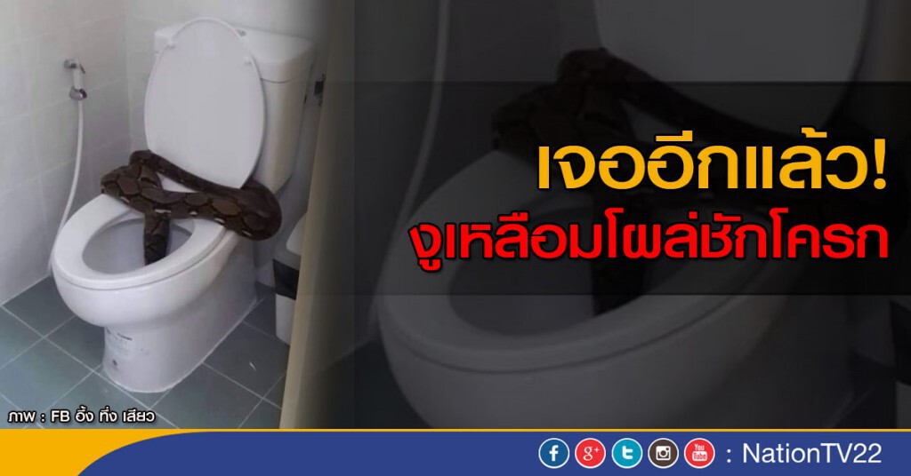 แชร์สนั่น...โลกออนไลน์ งูเหลือมโผล่ชักโครก แชร์สนั่น...โลกออนไลน์ งูเหลือมโผล่ชักโครก