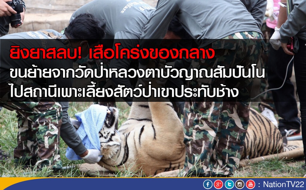 ยิงยาสลบเสือโคร่งของกลาง ขนย้ายไปสถานีเพาะเลี้ยงสัตว์ป่าเขาประทับช้าง ยิงยาสลบเสือโคร่งของกลาง ขนย้ายไปสถานีเพาะเลี้ยงสัตว์ป่าเขาประทับช้าง