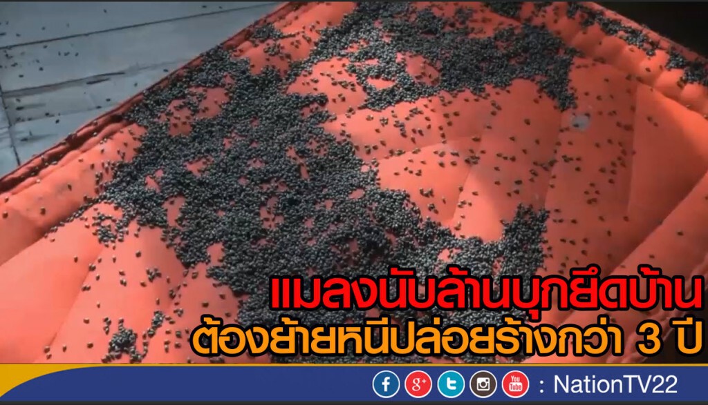 แมลงนับล้านบุกยึดบ้าน แมลงนับล้านบุกยึดบ้าน