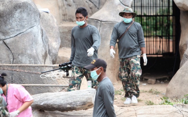 ยิงยาสลบเสือโคร่งของกลาง ขนย้ายไปสถานีเพาะเลี้ยงสัตว์ป่าเขาประทับช้าง