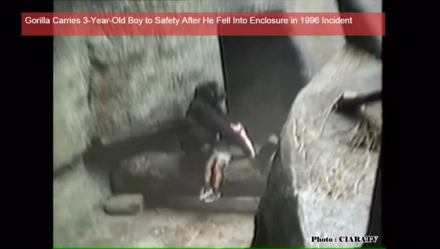 รู้หรือไม่ ..เมื่อ 20 ปีก่อนเคยมีเด็กตกลงไปในกรงกอริลลา แต่ไม่มีใครต้องตาย