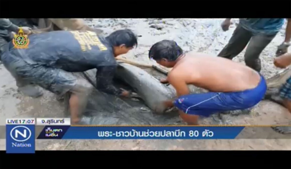 พระ-ชาวบ้าน ช่วยปลาบึก 80 ตัว พระ-ชาวบ้าน ช่วยปลาบึก 80 ตัว