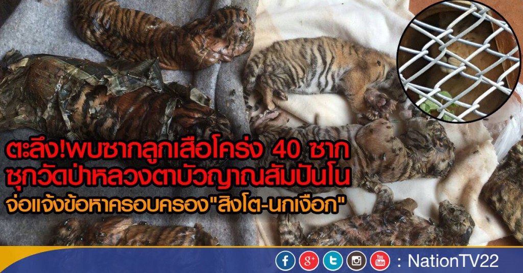 ตะลึง! พบซากลูกเสือโคร่ง 40 ซาก ซุกวัดป่าหลวงตาบัวญาณสัมปันโน