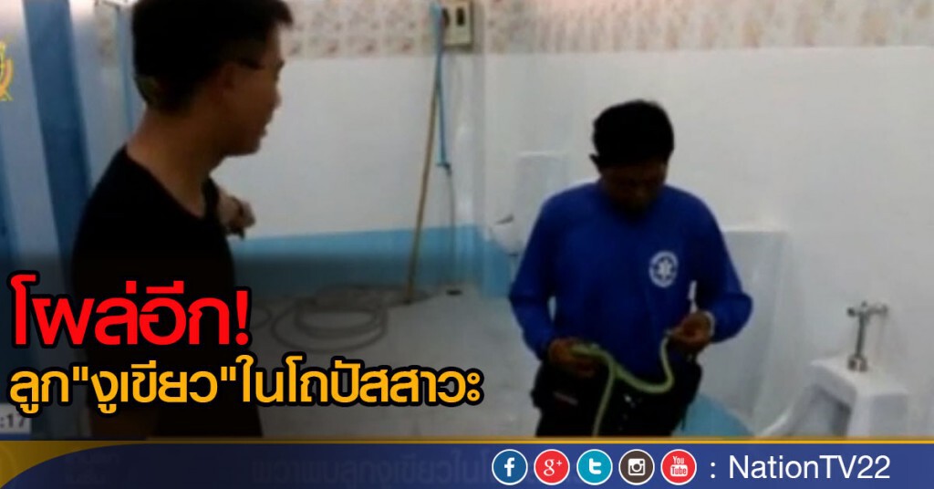 ผวาพบลูกงูเขียว ในโถปัสสาวะ ผวาพบลูกงูเขียว ในโถปัสสาวะ