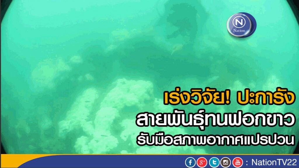เร่งวิจัย! ปะการังสายพันธุ์ทนฟอกขาว เร่งวิจัย! ปะการังสายพันธุ์ทนฟอกขาว