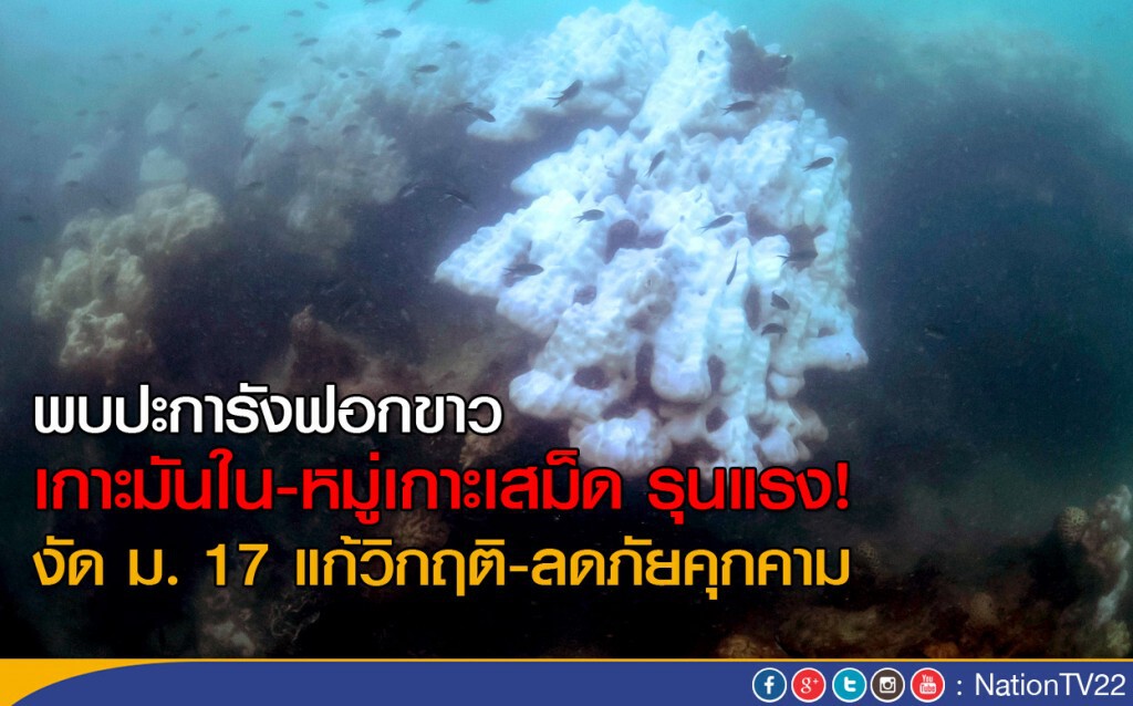 พบปะการังฟอกขาวเกาะมันใน-หมู่เกาะเสม็ด รุนแรง!