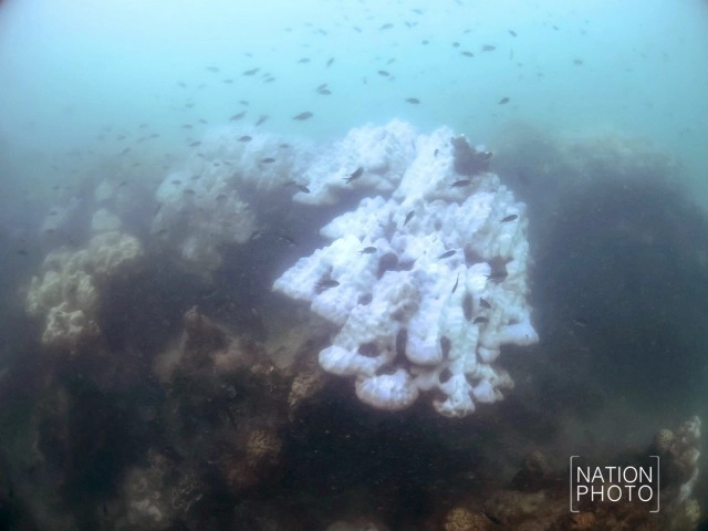 พบปะการังฟอกขาวเกาะมันใน-หมู่เกาะเสม็ด รุนแรง!