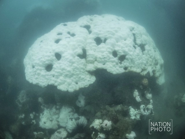 พบปะการังฟอกขาวเกาะมันใน-หมู่เกาะเสม็ด รุนแรง!