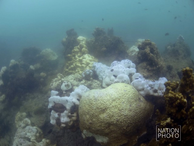 พบปะการังฟอกขาวเกาะมันใน-หมู่เกาะเสม็ด รุนแรง!