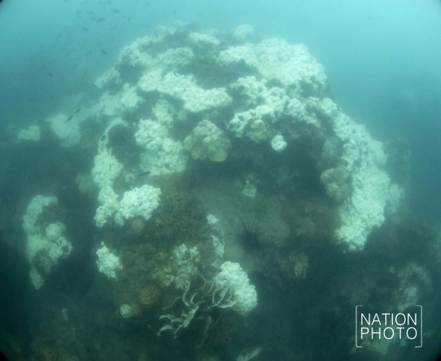 พบปะการังฟอกขาวเกาะมันใน-หมู่เกาะเสม็ด รุนแรง!