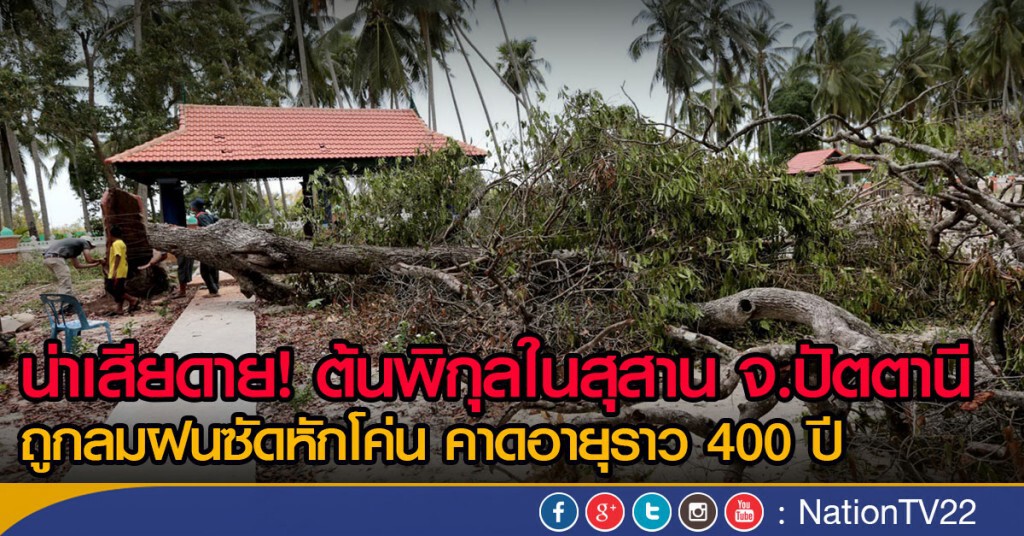 ต้นพิกุล จ.ปัตตานี ถูกลมฝนซัดหักโค่น คาดอายุราว 400 ปี
