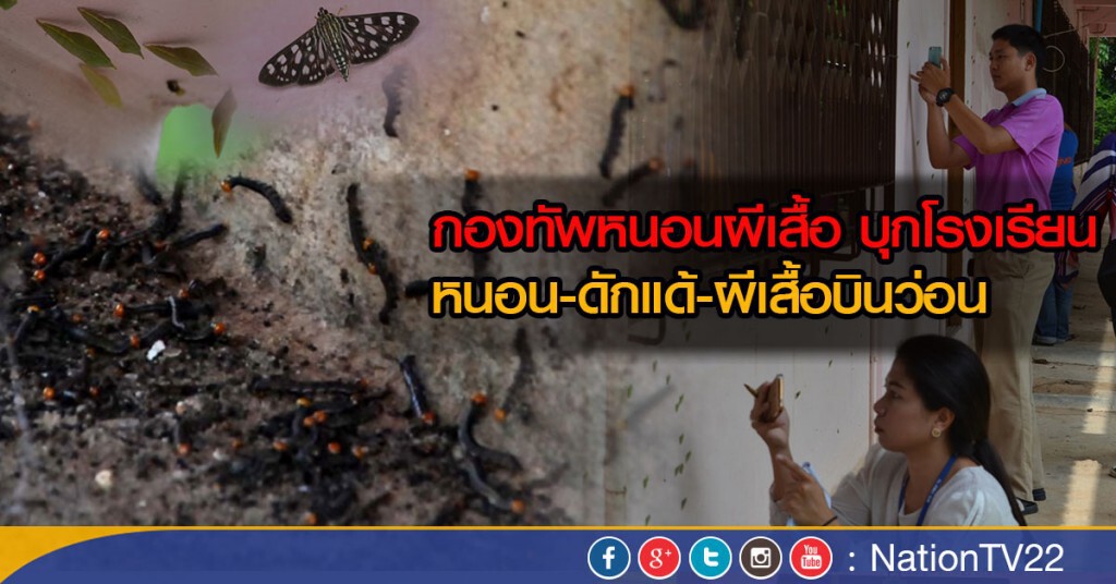 กองทัพหนอนผีเสื้อ บุกโรงเรียนภาคเหนือ กองทัพหนอนผีเสื้อ บุกโรงเรียนภาคเหนือ