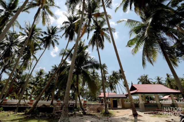 ต้นพิกุล จ.ปัตตานี ถูกลมฝนซัดหักโค่น คาดอายุราว 400 ปี