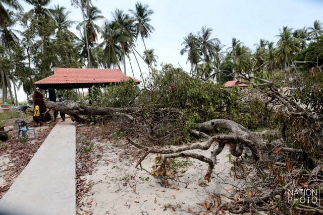 ต้นพิกุล จ.ปัตตานี ถูกลมฝนซัดหักโค่น คาดอายุราว 400 ปี