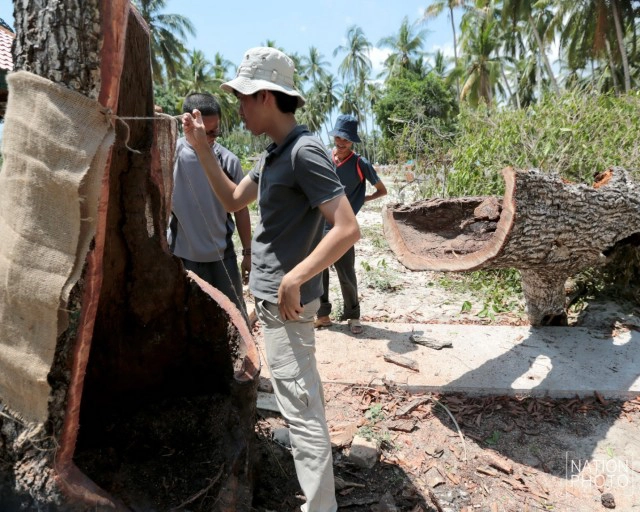 ต้นพิกุล จ.ปัตตานี ถูกลมฝนซัดหักโค่น คาดอายุราว 400 ปี