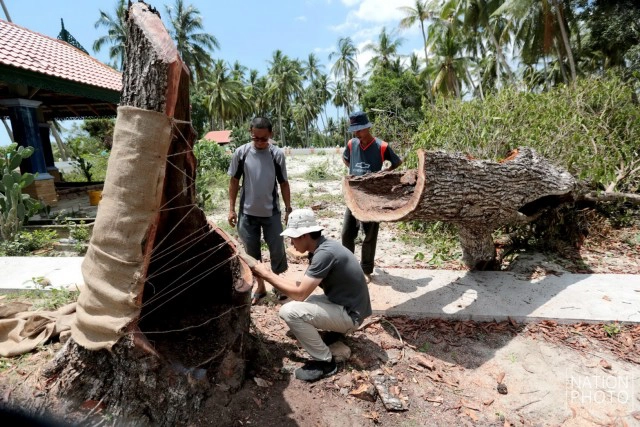 ต้นพิกุล จ.ปัตตานี ถูกลมฝนซัดหักโค่น คาดอายุราว 400 ปี