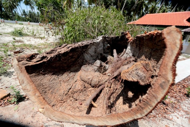 ต้นพิกุล จ.ปัตตานี ถูกลมฝนซัดหักโค่น คาดอายุราว 400 ปี
