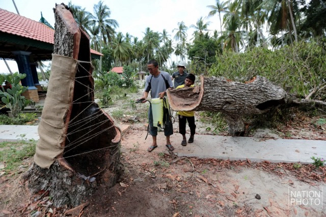 ต้นพิกุล จ.ปัตตานี ถูกลมฝนซัดหักโค่น คาดอายุราว 400 ปี