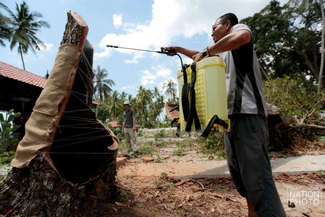 ต้นพิกุล จ.ปัตตานี ถูกลมฝนซัดหักโค่น คาดอายุราว 400 ปี