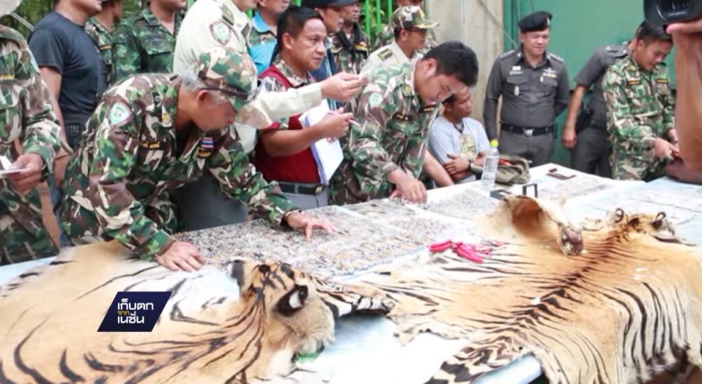 พศ. เตรียมพิจารณาโทษวัดเสือ พศ. เตรียมพิจารณาโทษวัดเสือ