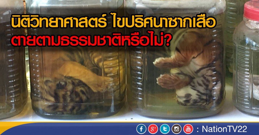 นิติวิทยาศาสตร์ ไขปริศนาซากเสือ ตายตามธรรมชาติหรือไม่