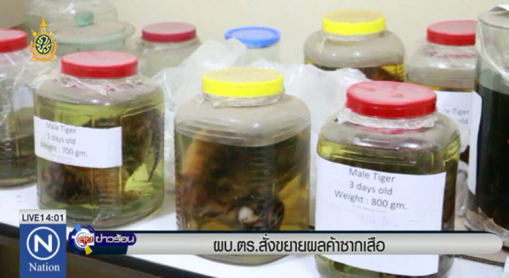 "จักรทิพย์"สั่งขยายผลสอบค้าซากเสือ  โยงขบวนการค้าสัตว์ข้ามชาติหรือไม่