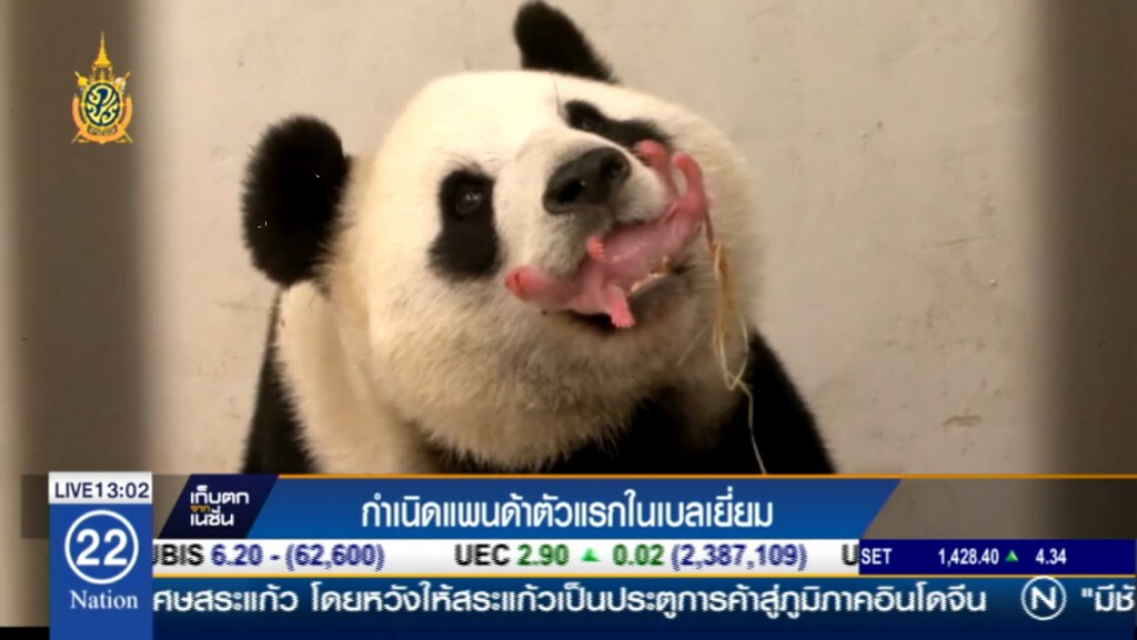 กำเนิดแพนด้าตัวแรกในเบลเยี่ยม กำเนิดแพนด้าตัวแรกในเบลเยี่ยม