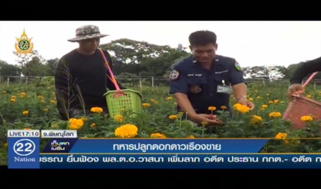 ทหารปลูกดอกดาวเรืองขาย
