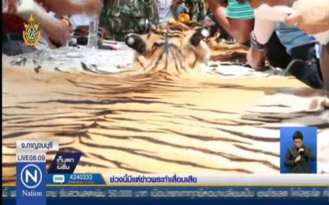 วัดเสือ "ฟ้อง" กรมอุทยานฯ 
ส่งคืนเสือโคร่ง 147 กลับวัด