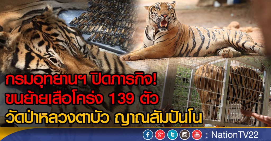 กรมอุทยานฯ ปิดภารกิจขนย้ายเสือโคร่ง 139 ตัว กรมอุทยานฯ ปิดภารกิจขนย้ายเสือโคร่ง 139 ตัว