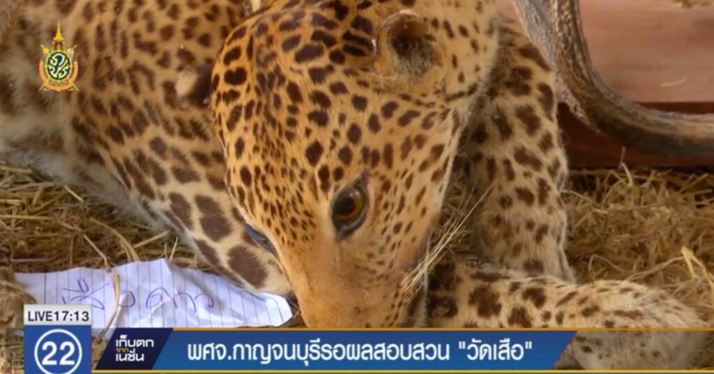 สำนักพุทธฯ กาญจนบุรี  รอผลสอบ "วัดเสือ"