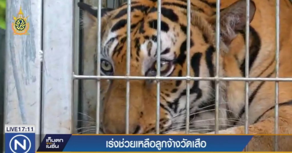 กสร.เตรียมเข้าช่วยเหลือ 74 แรงงานวัดเสือ หลังถูกเลิกจ้าง กสร.เตรียมเข้าช่วยเหลือ 74 แรงงานวัดเสือ หลังถูกเลิกจ้าง