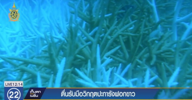 หน่วยงานตื่น! ถกแผนรับมือ"ปะการังฟอกขาว"