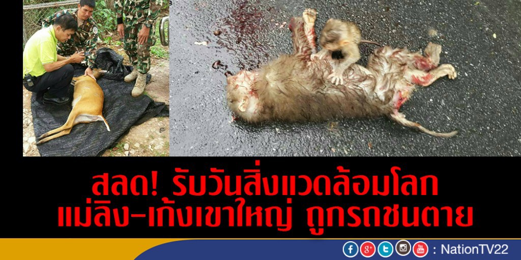 สลด! รับวันสิ่งแวดล้อมโลก แม่ลิง-เก้งเขาใหญ่ ถูกรถชนตาย สลด! รับวันสิ่งแวดล้อมโลก แม่ลิง-เก้งเขาใหญ่ ถูกรถชนตาย