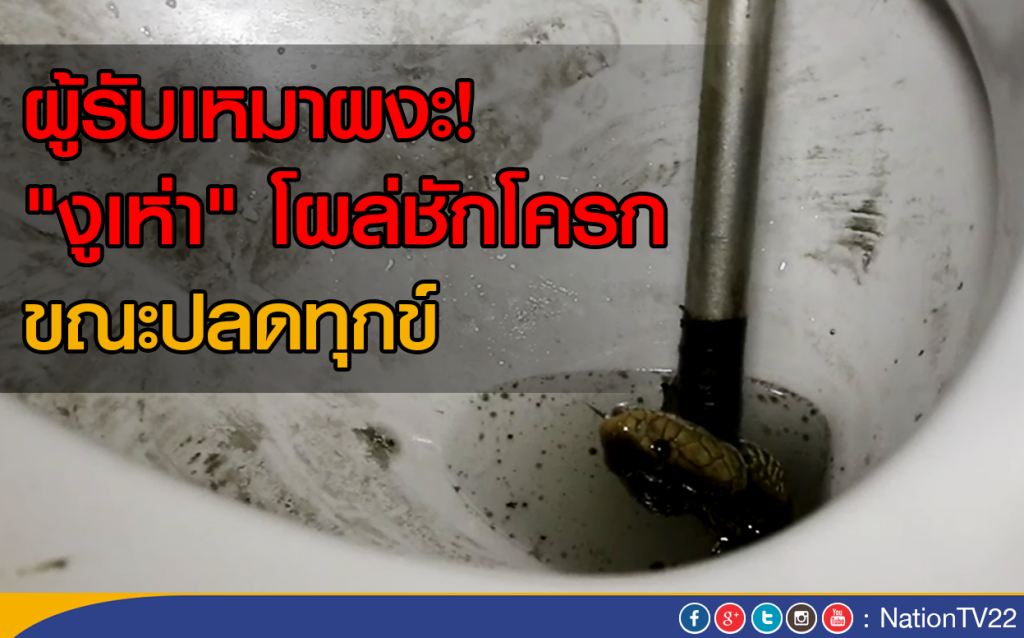 ผู้รับเหมาผงะ! "งูเห่า" โผล่ชักโครกขณะปลดทุก ผู้รับเหมาผงะ! "งูเห่า" โผล่ชักโครกขณะปลดทุก
