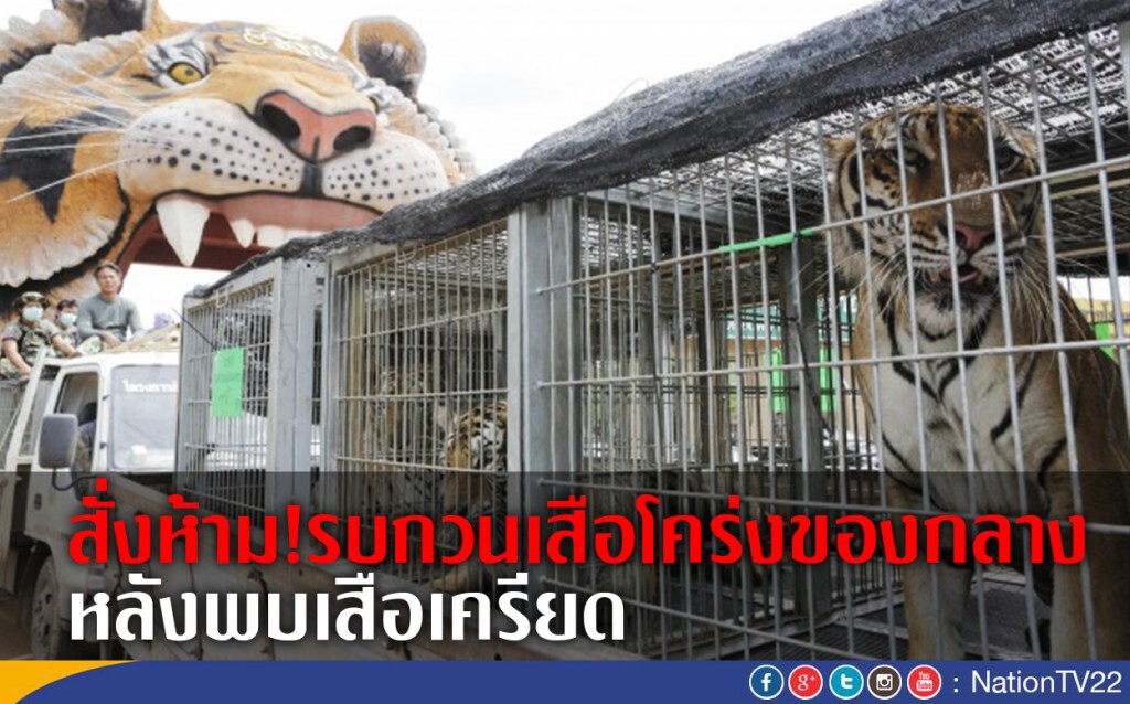 สั่งห้าม!รบกวนเสือโคร่งของกลาง หลังพบเสือเครียด สั่งห้าม!รบกวนเสือโคร่งของกลาง หลังพบเสือเครียด