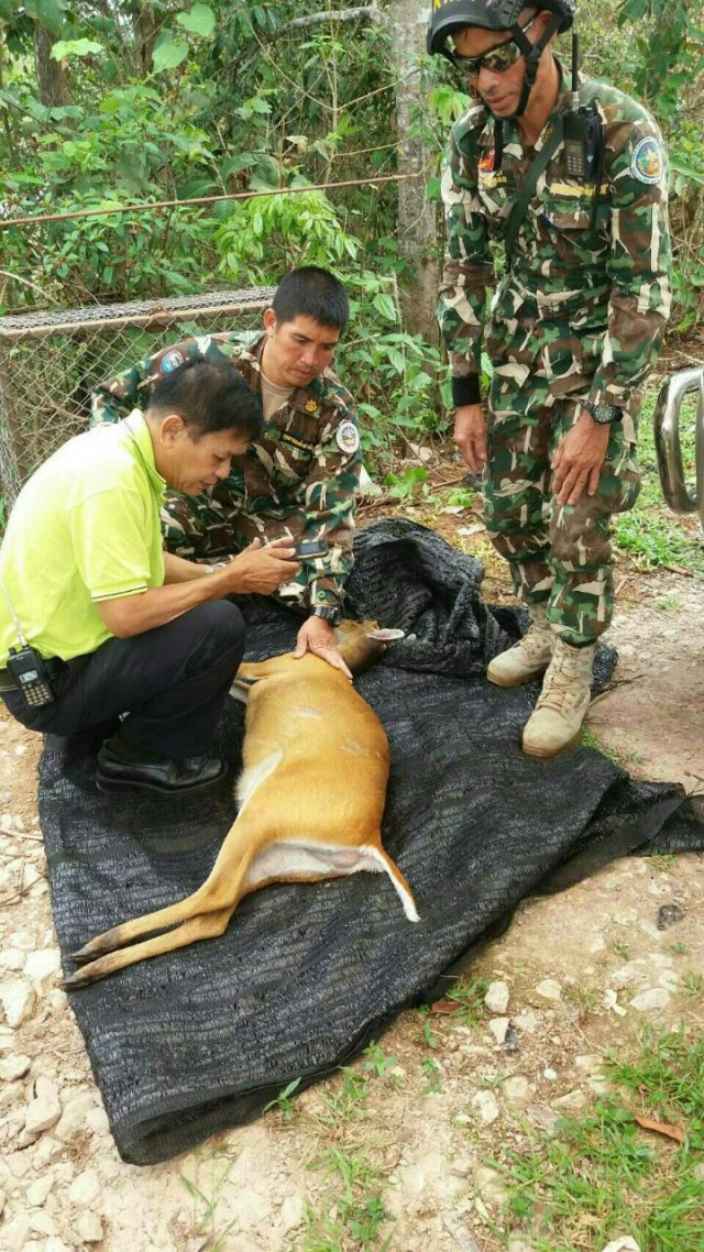 สลด! รับวันสิ่งแวดล้อมโลก  แม่ลิง-เก้งเขาใหญ่ ถูกรถชนตาย