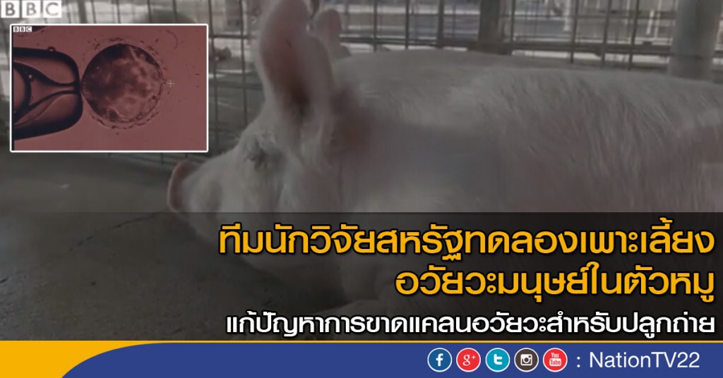เพาะเลี้ยงอวัยวะมนุษย์ในตัวหมู เพาะเลี้ยงอวัยวะมนุษย์ในตัวหมู