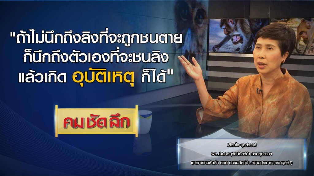 คม ชัด ลึก :  รถชนสัตว์ป่า...ความประมาทของมนุษย์?