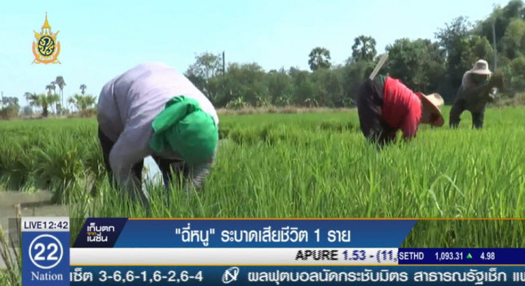 "ฉี่หนู" ระบาดเสียชีวิต 1 ราย "ฉี่หนู" ระบาดเสียชีวิต 1 ราย