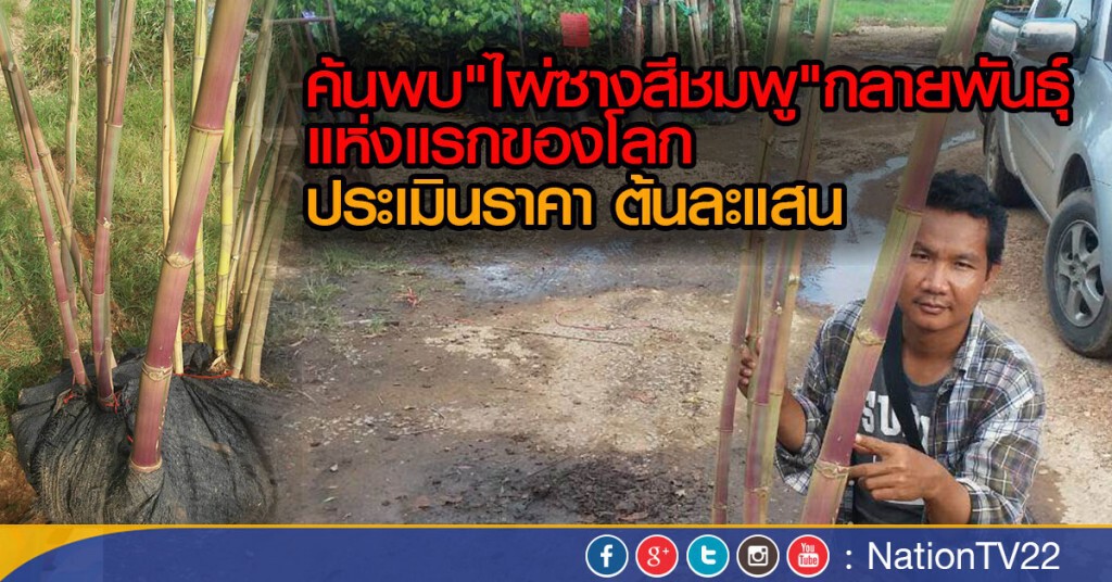 ไผ่ซางสีชมพูแห่งแรกของโลก