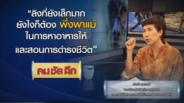 คม ชัด ลึก :  รถชนสัตว์ป่า...ความประมาทของมนุษย์?