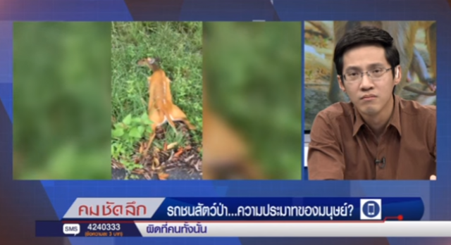 คม ชัด ลึก :  รถชนสัตว์ป่า...ความประมาทของมนุษย์?
